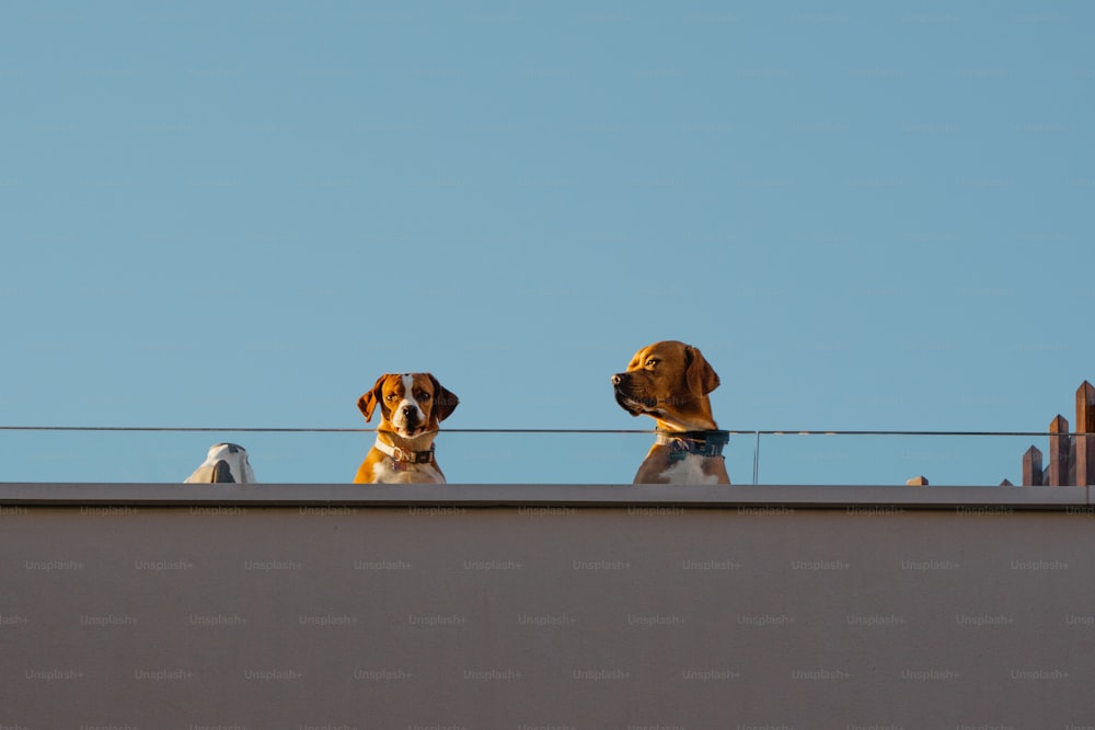 two dogs sitting on top of a building