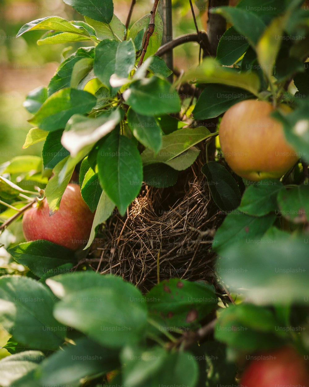 a nest of fruit hanging from a tree