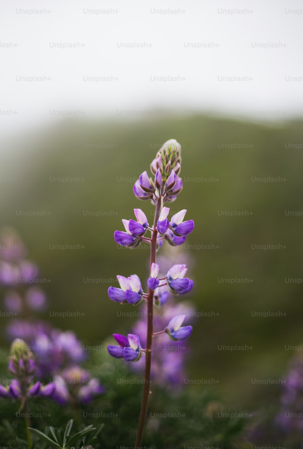 eine Nahaufnahme einer violetten Blume mit verschwommenem Hintergrund