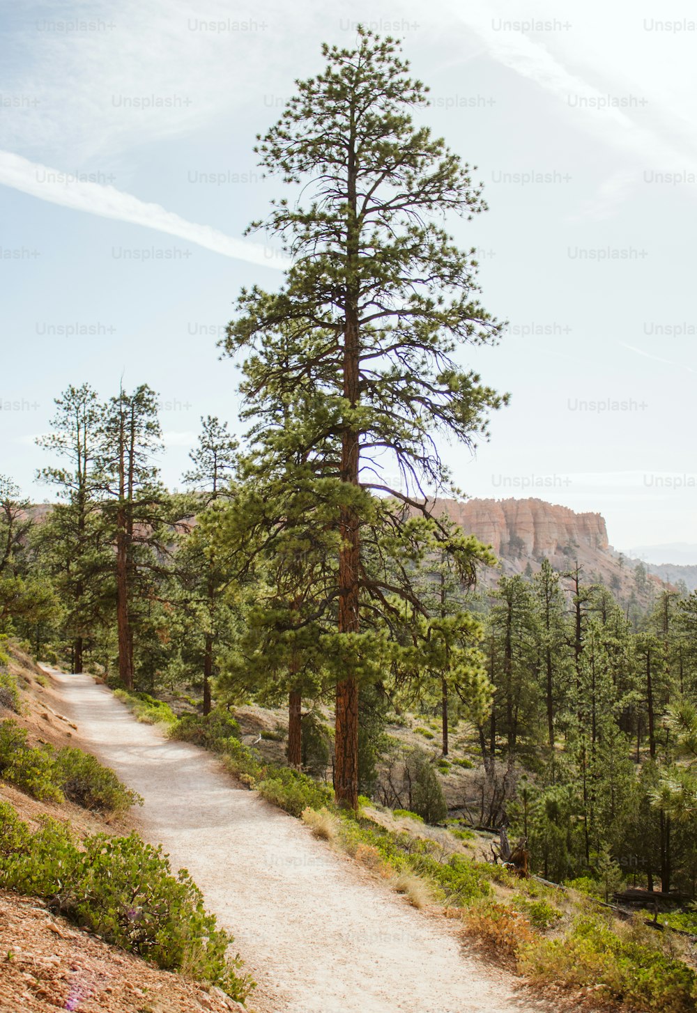 a trail winds through the trees on a sunny day