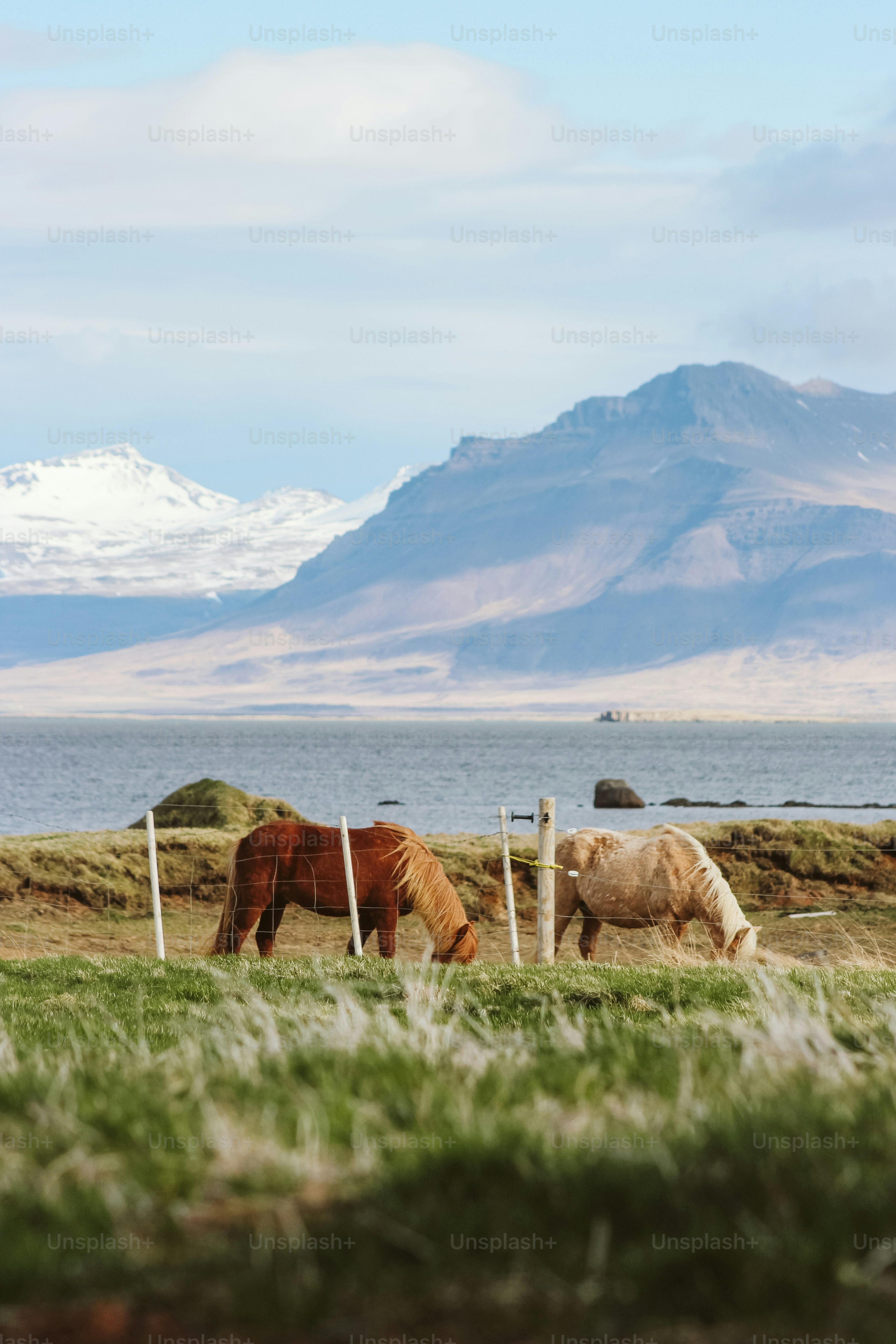 two horses grazing in a field with mountains in the background