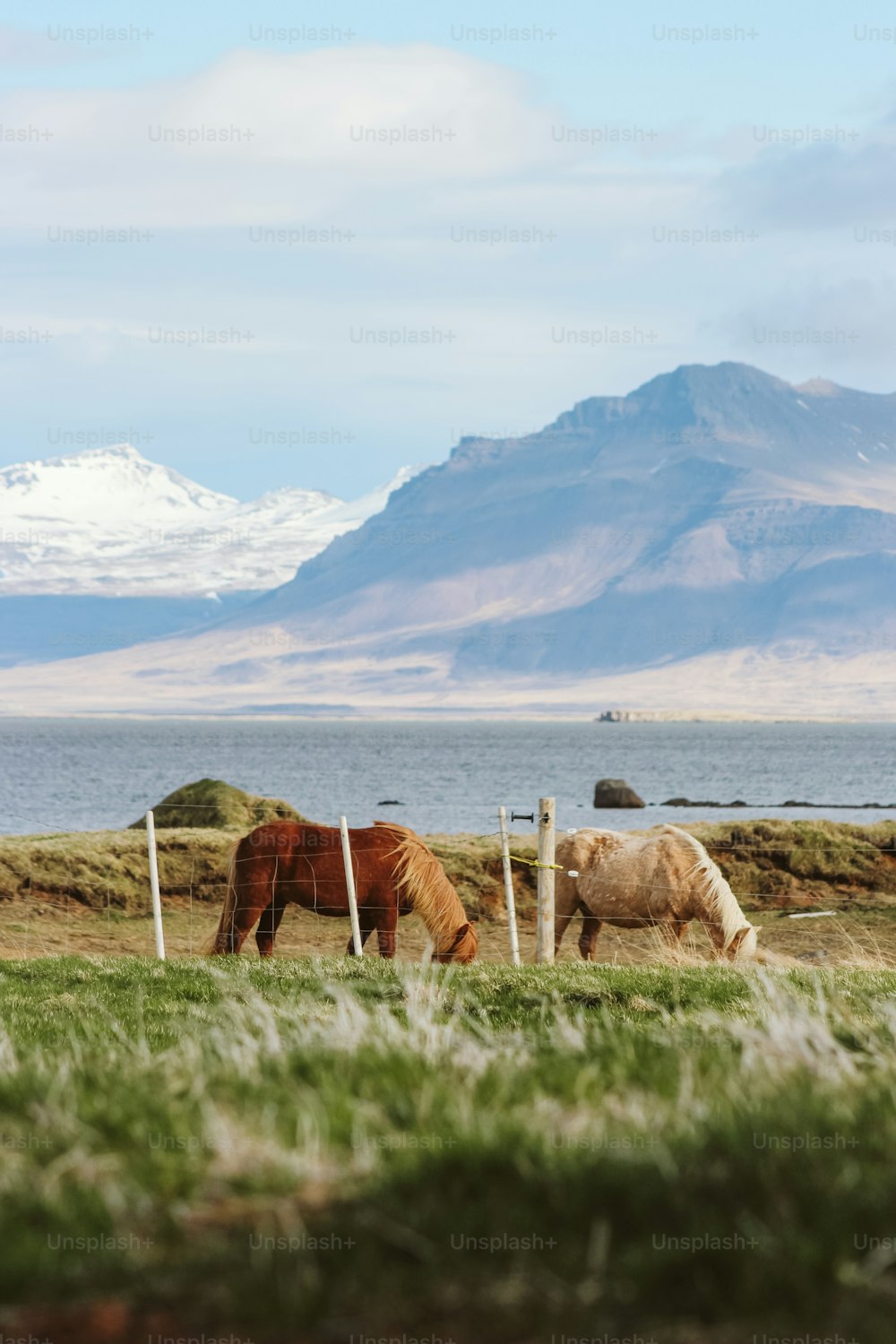 two horses grazing in a field with mountains in the background