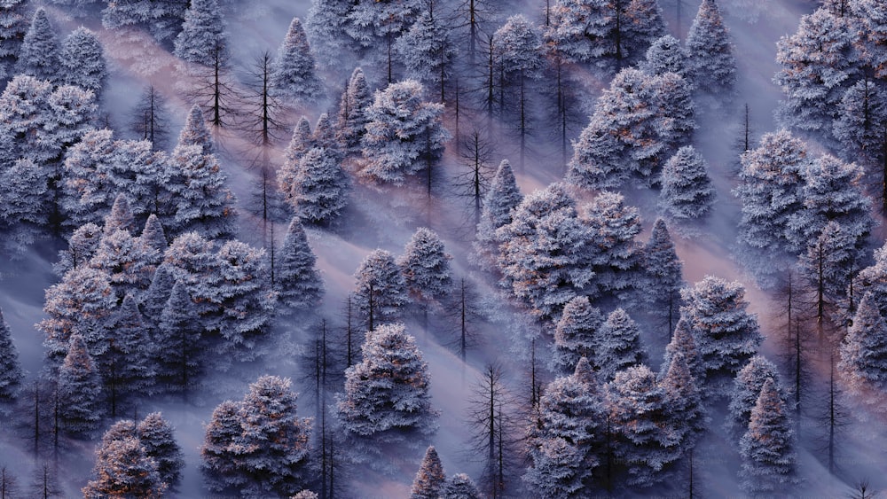 森の隣の雪に覆われた木々のグループ