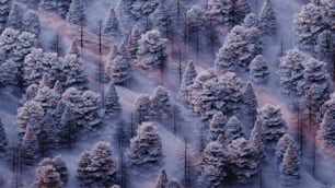 a group of trees covered in snow next to a forest