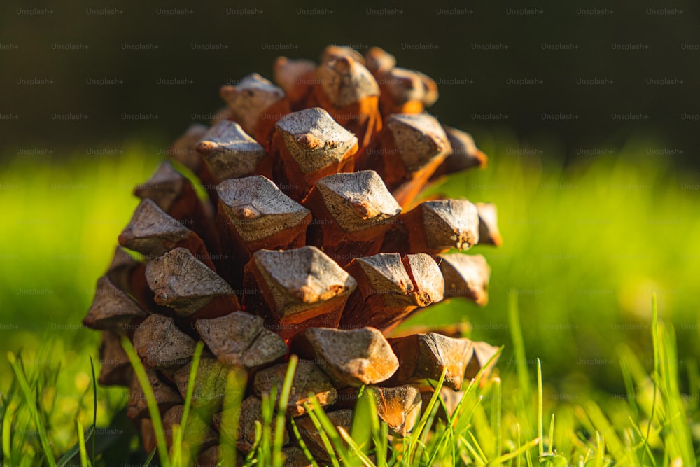a close up of a pine cone in the grass