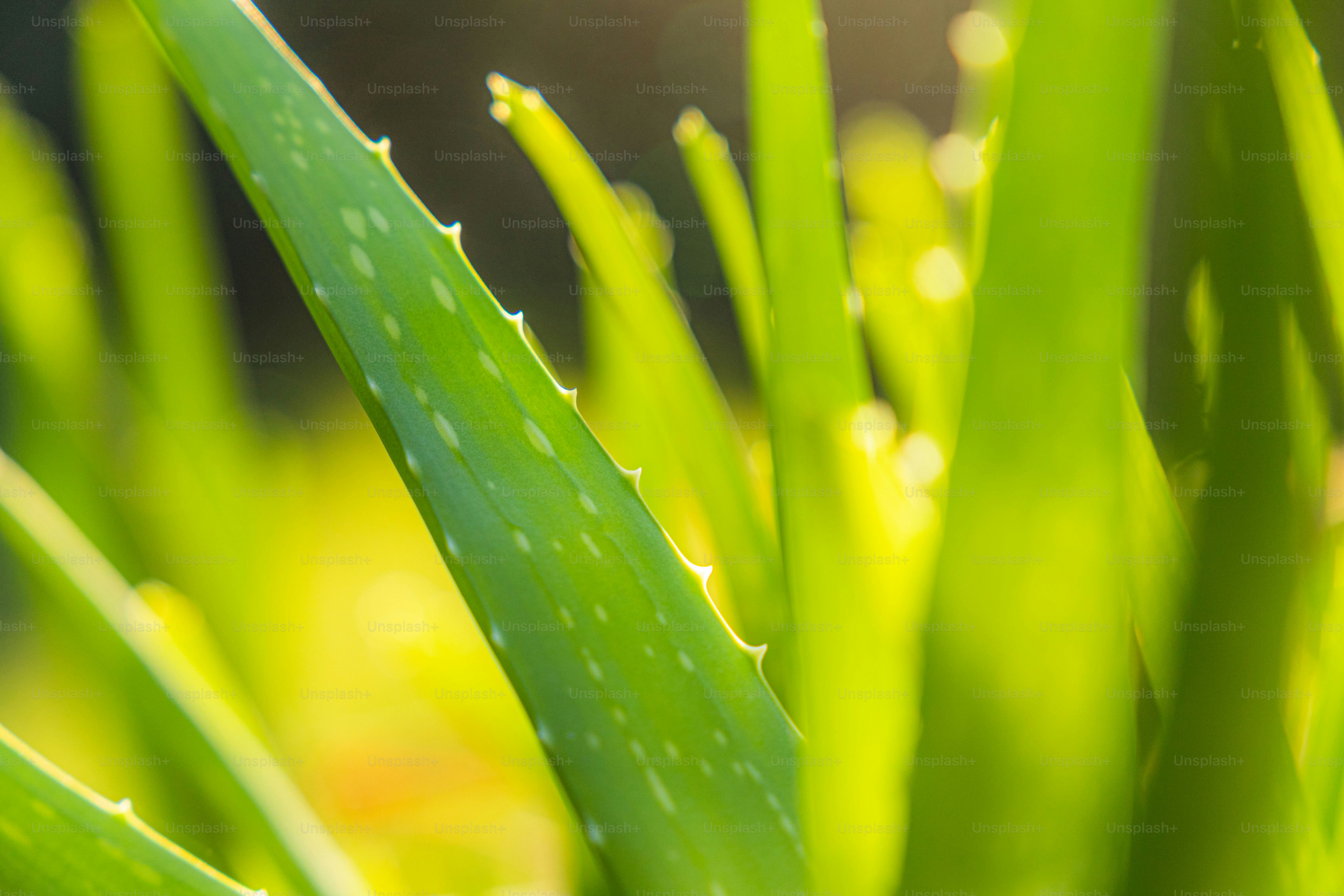 100+ Aloe Vera Pictures [HD] | Download Free Images on Unsplash, image size:3000x2000