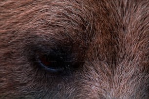 a close up of a brown bear's eye