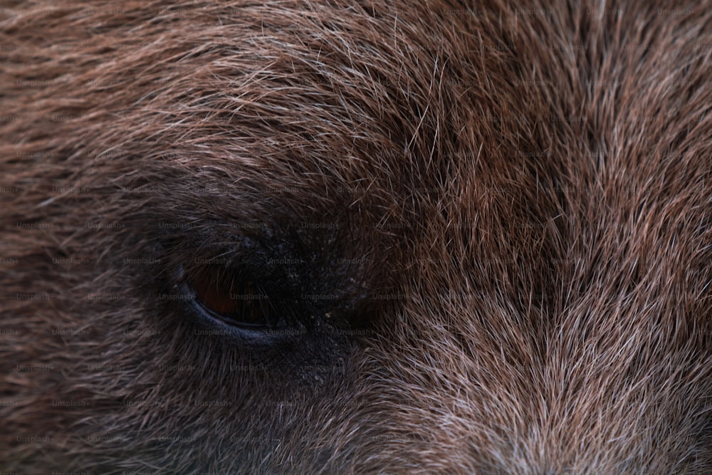 um close up do olho de um urso pardo