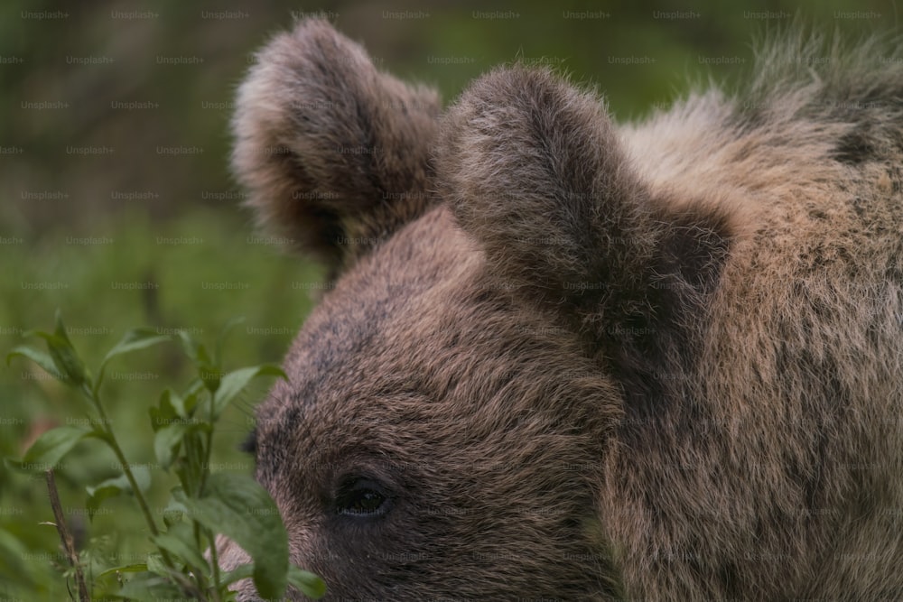 um close up de um urso em um campo de grama