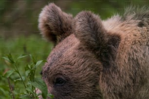 a close up of a bear in a field of grass