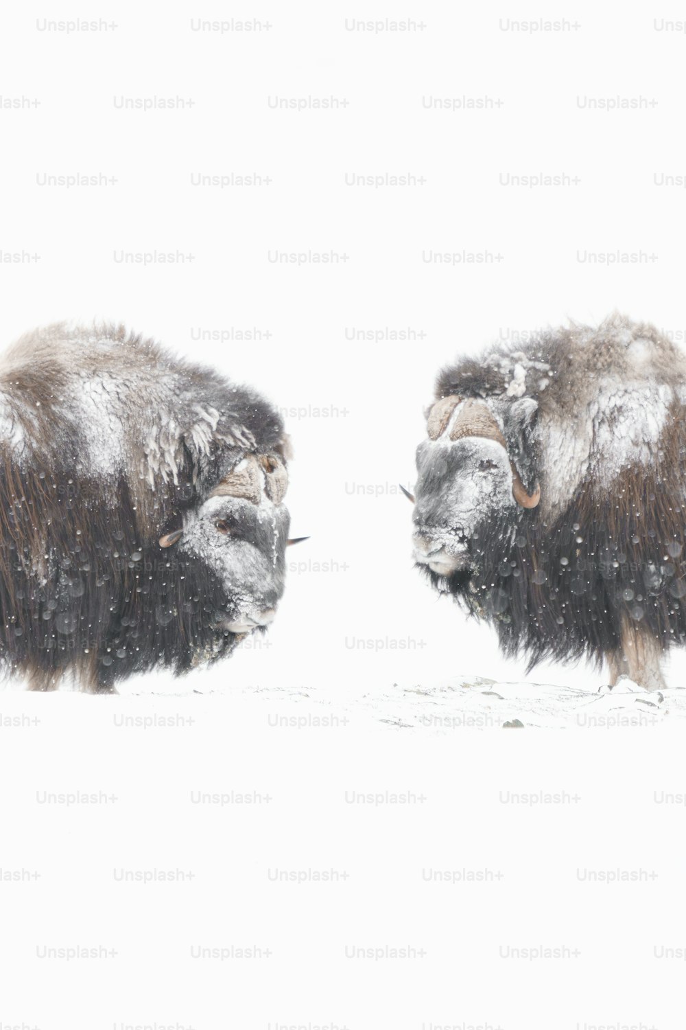 um casal de bisões de pé um ao lado do outro