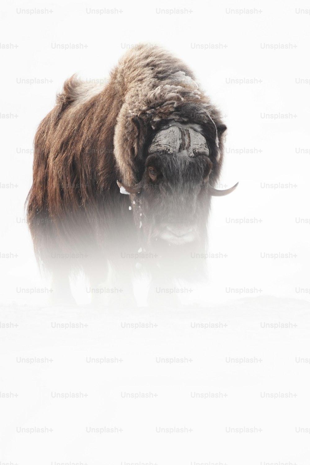 Un bisonte in piedi in un campo coperto di neve