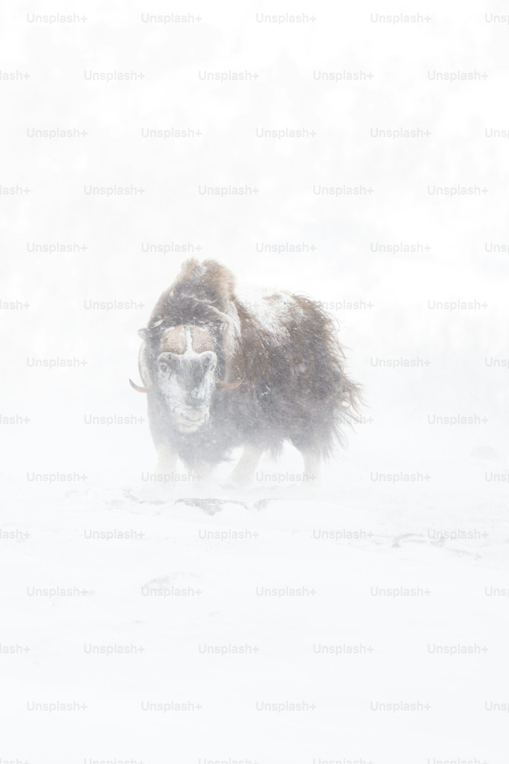 a bison running through the snow in a blizzard