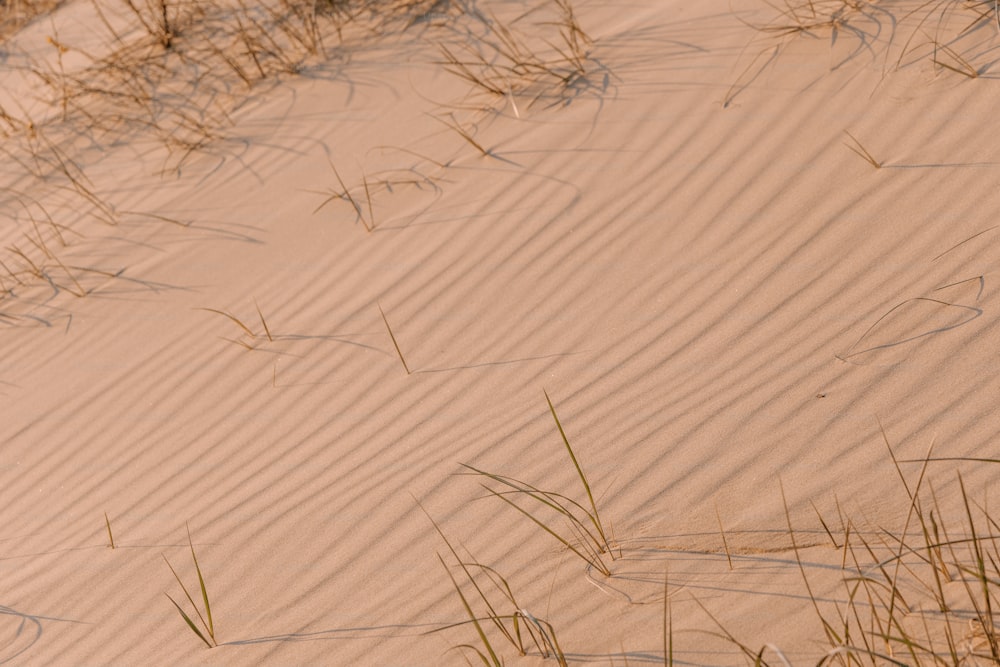 a bird standing on top of a sandy beach