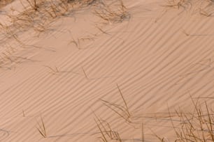 a bird standing on top of a sandy beach