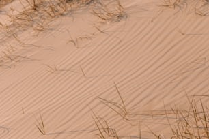 Un oiseau debout au sommet d’une plage de sable