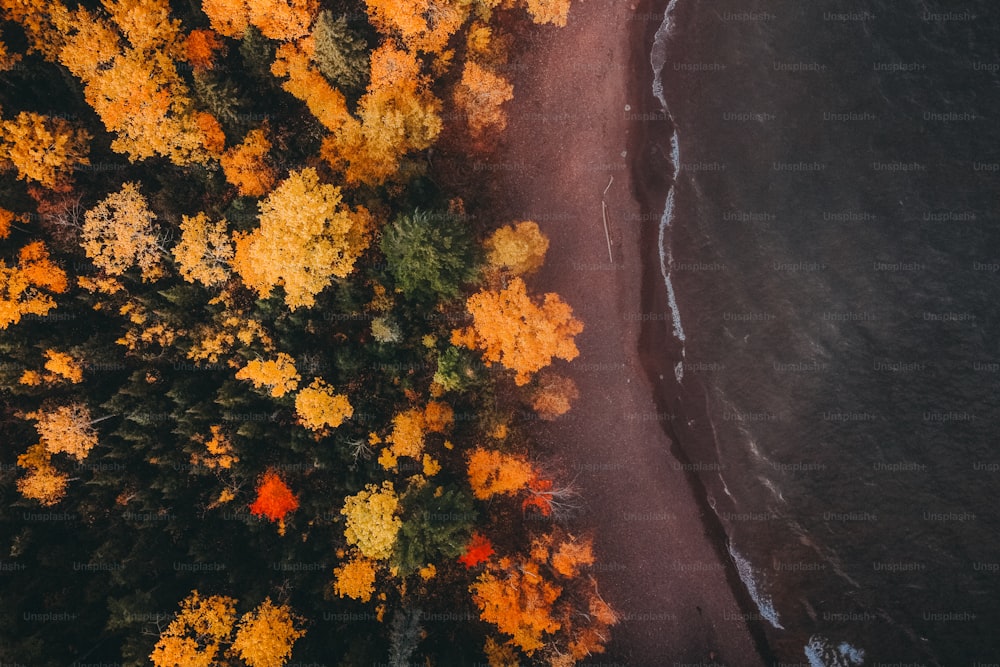 an aerial view of a forest with yellow and orange trees