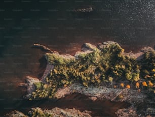 an aerial view of a body of water surrounded by trees