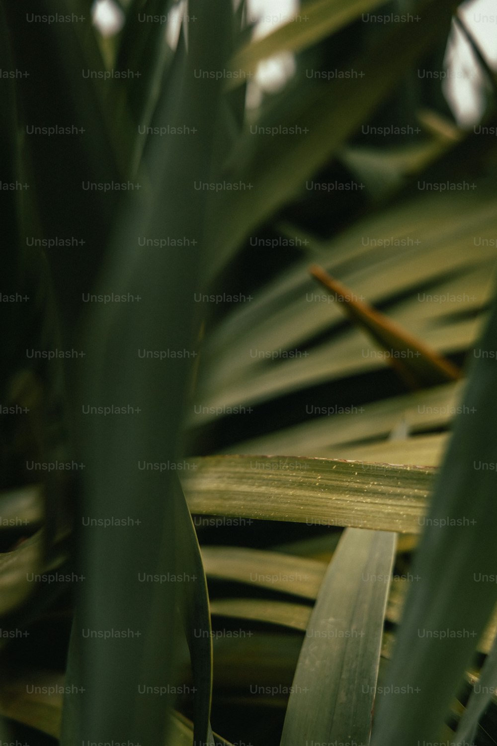 a close up of a leafy plant with a sky in the background