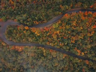 a winding road in the middle of a forest