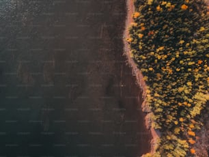 Vue aérienne d’un arbre aux feuilles jaunes