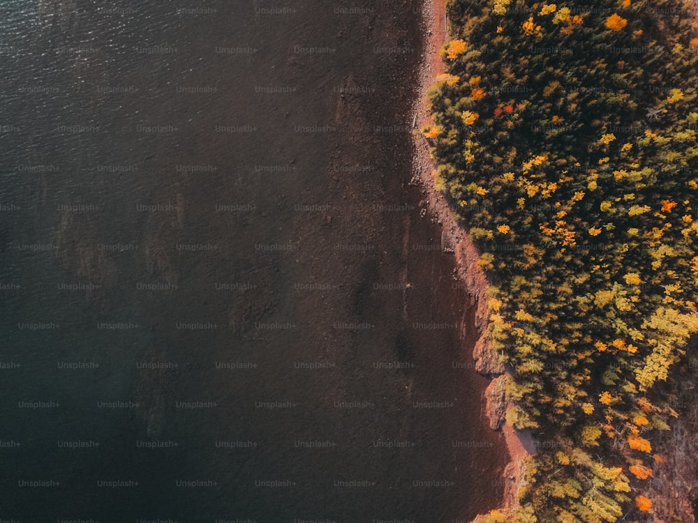 an aerial view of a tree with yellow leaves