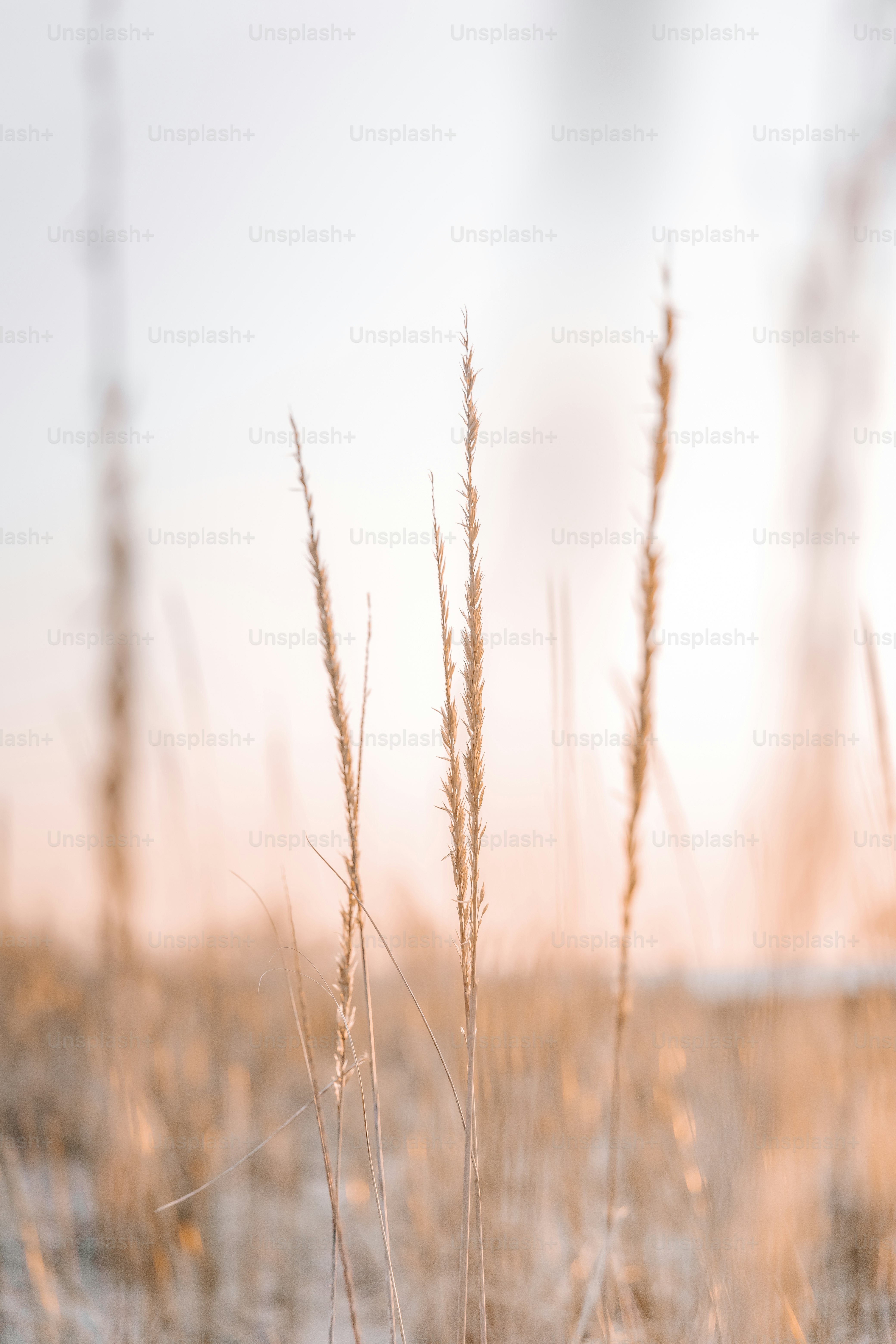 空を背景に背の高い草原