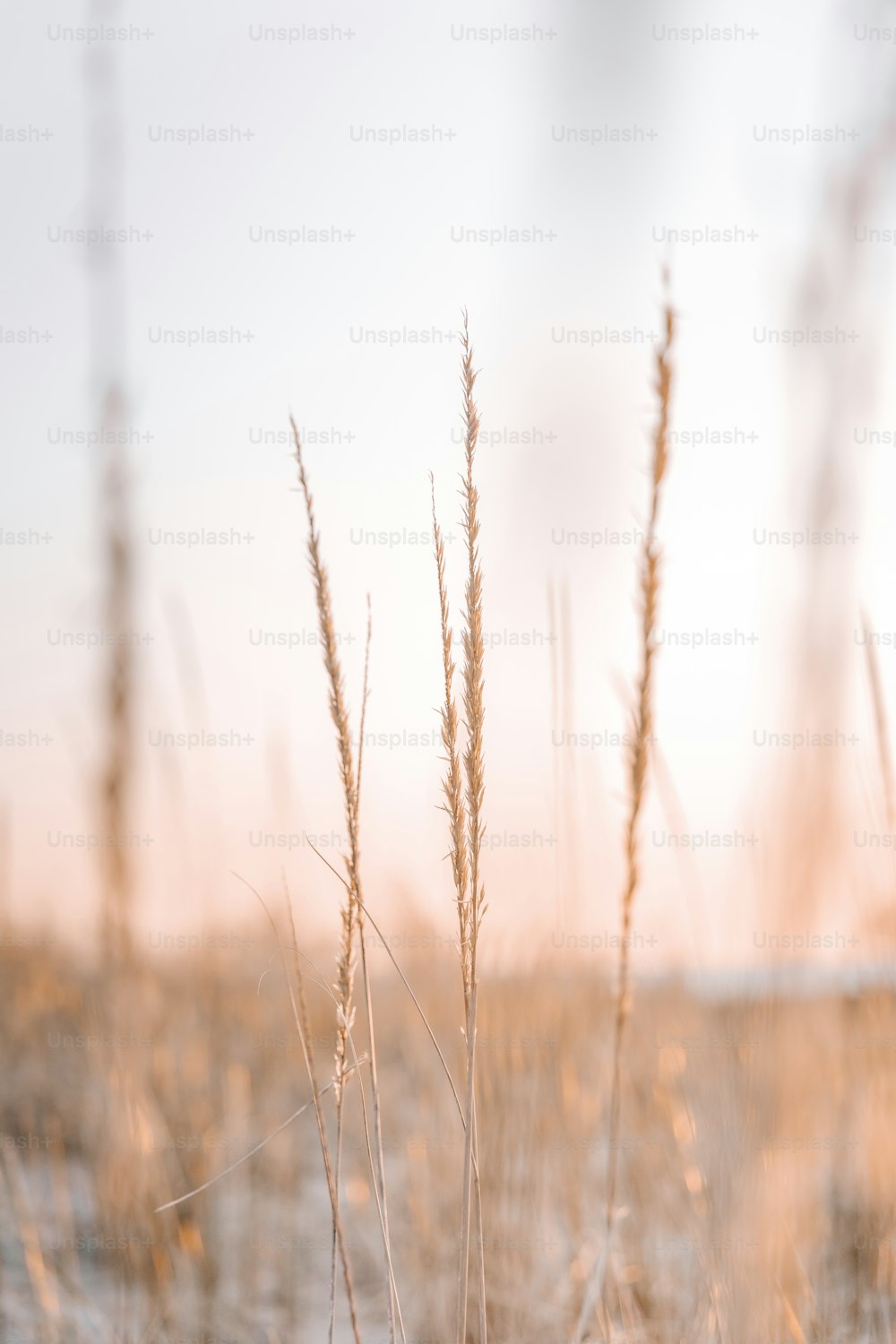 Imágenes de Fondo De Pantalla Del Teléfono De La Naturaleza | Descarga  imágenes gratuitas en Unsplash