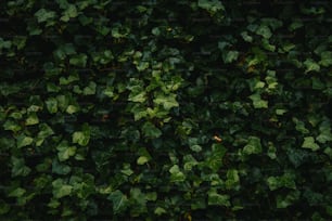 Eine Nahaufnahme eines Straußes grüner Blätter