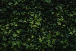 a close up of a bunch of green leaves