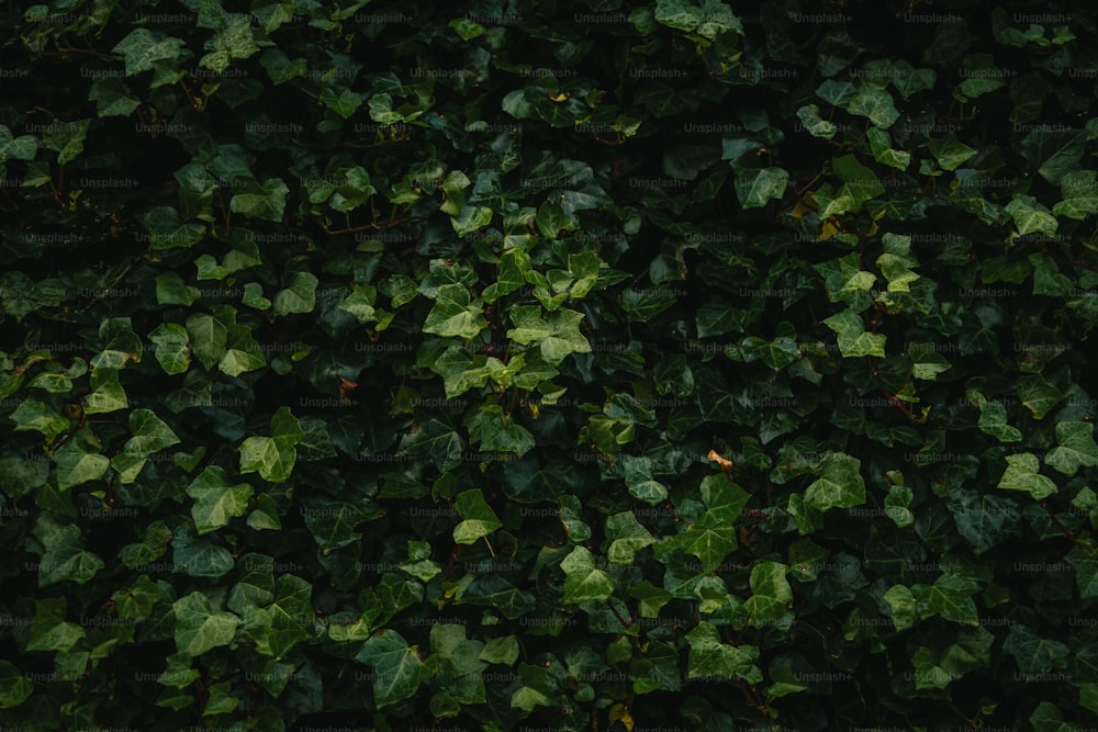 Un primer plano de un manojo de hojas verdes