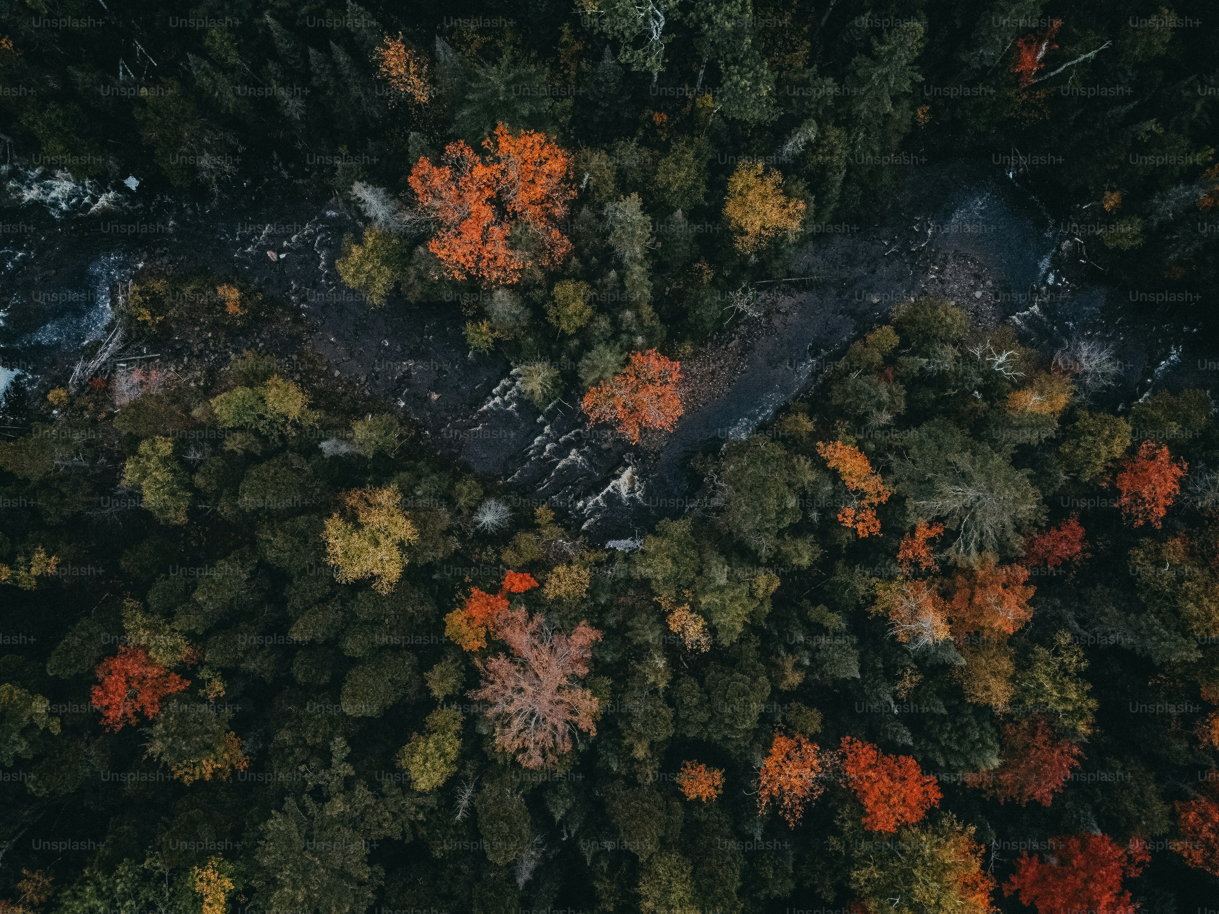 Une vue aérienne d’une forêt avec beaucoup d’arbres