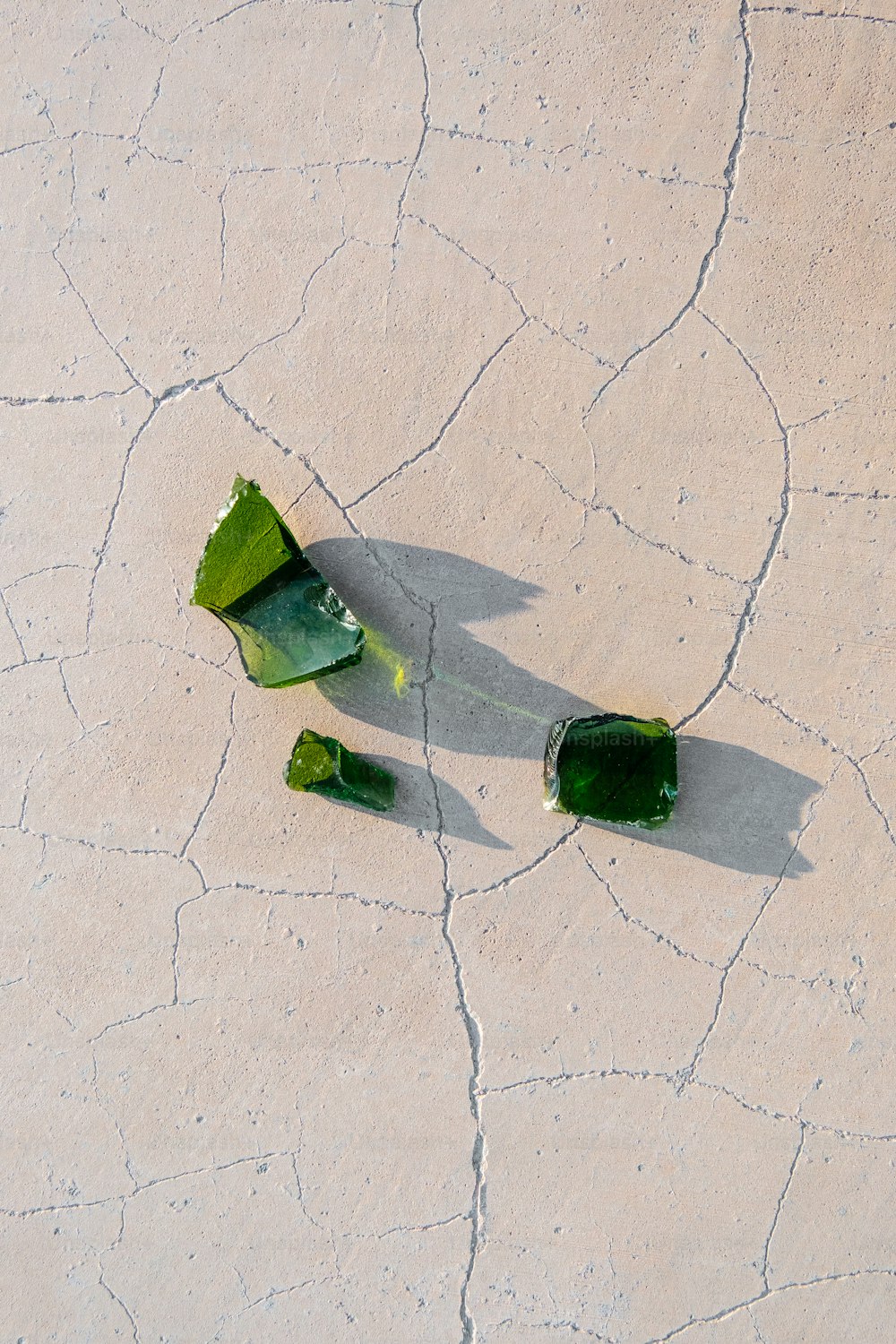 a plant that is laying on the ground