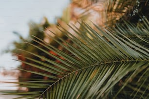 a close up of a palm tree branch