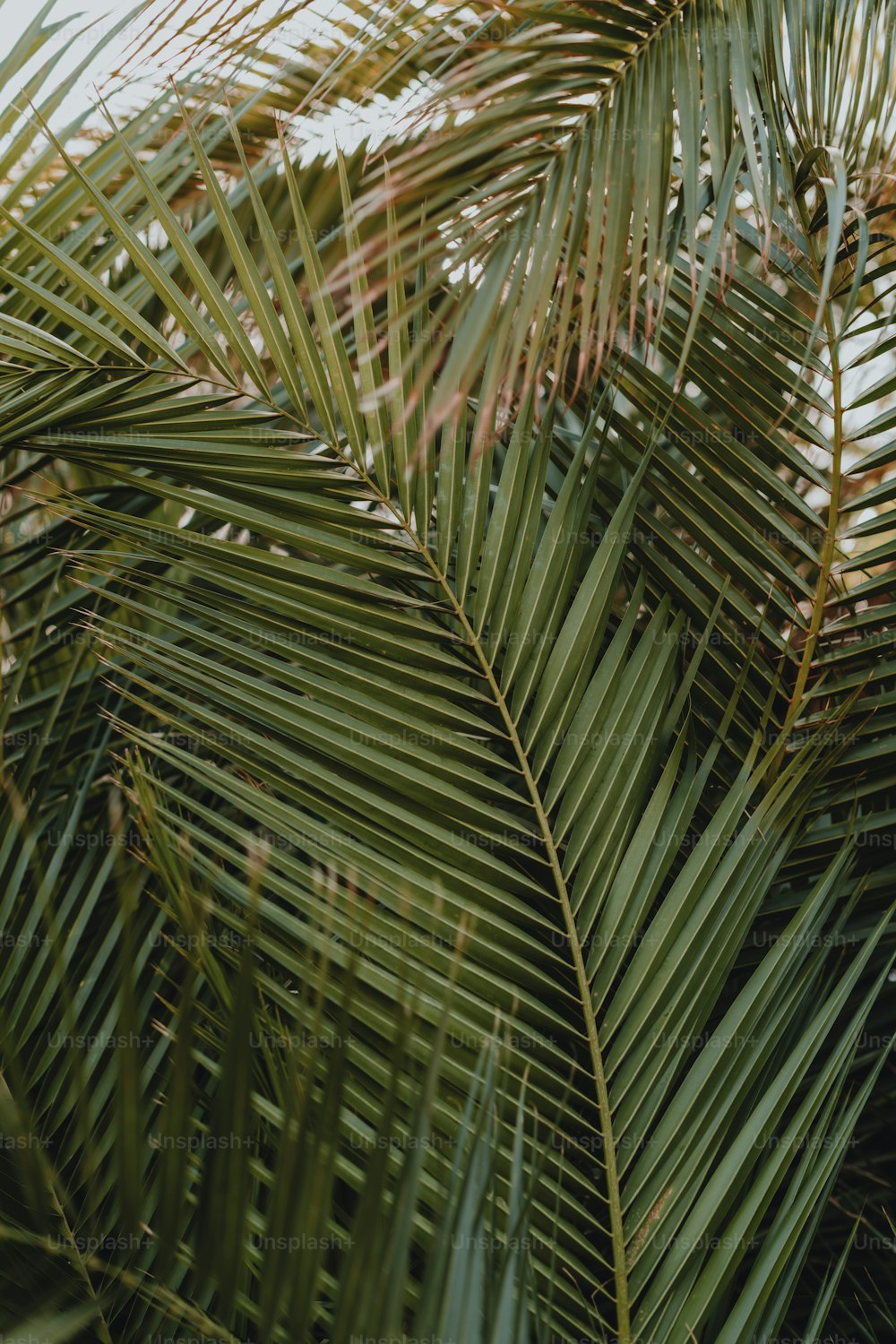 Un gros plan d’un palmier avec beaucoup de feuilles
