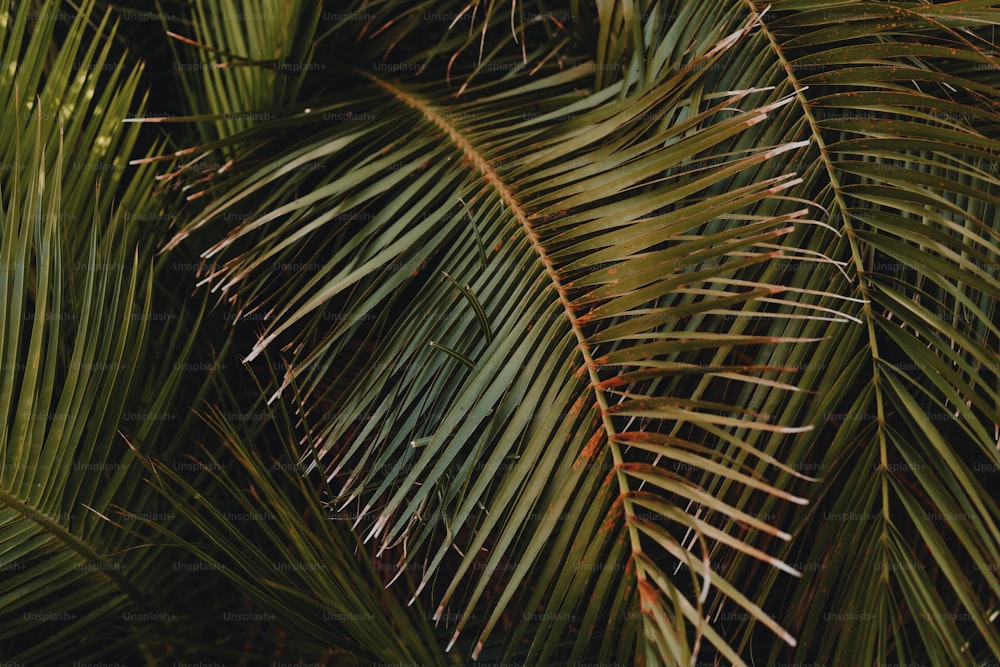 a close up view of a palm tree's leaves