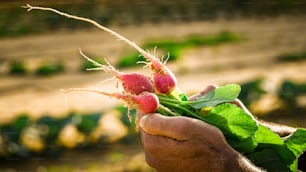 a person holding a bunch of radishes in their hand