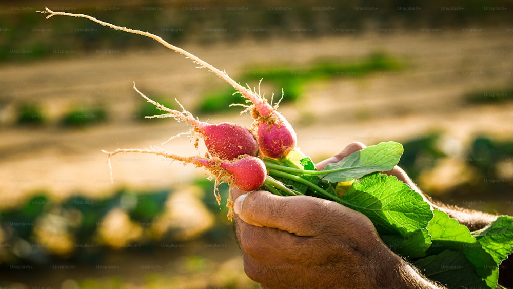 a person holding a bunch of radishes in their hand