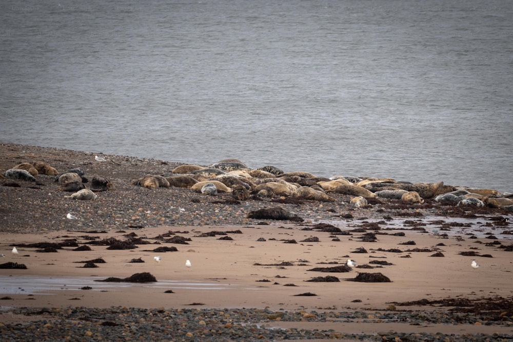 um grupo de gaivotas em uma praia ao lado de um corpo de água