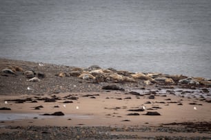 Eine Gruppe Möwen an einem Strand neben einem Gewässer