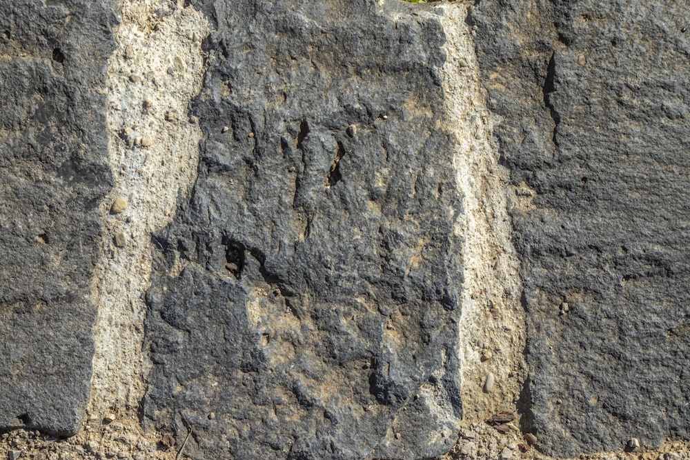 Ein Vogel sitzt an einer Felswand
