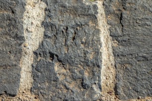 Un pájaro está encaramado en una pared de roca