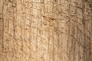 Vue rapprochée d’une texture de bois