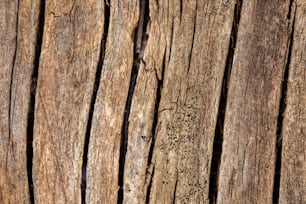 Un uccello è appollaiato su una staccionata di legno