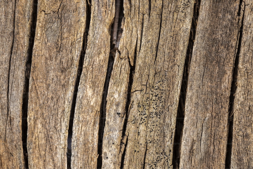 a bird is perched on a wooden fence