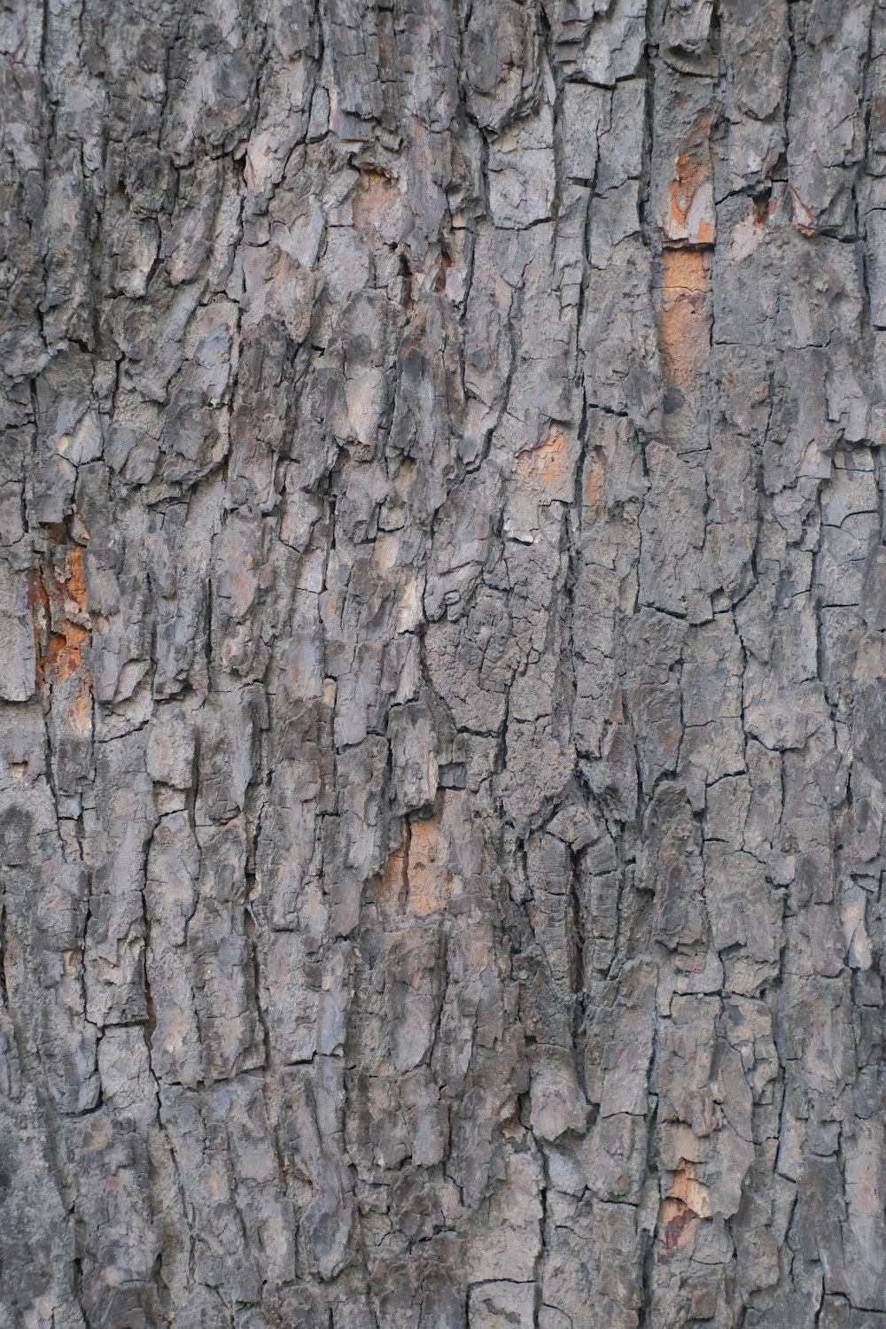 갈색 나무 껍질이있는 나무 줄기의 클로즈업
