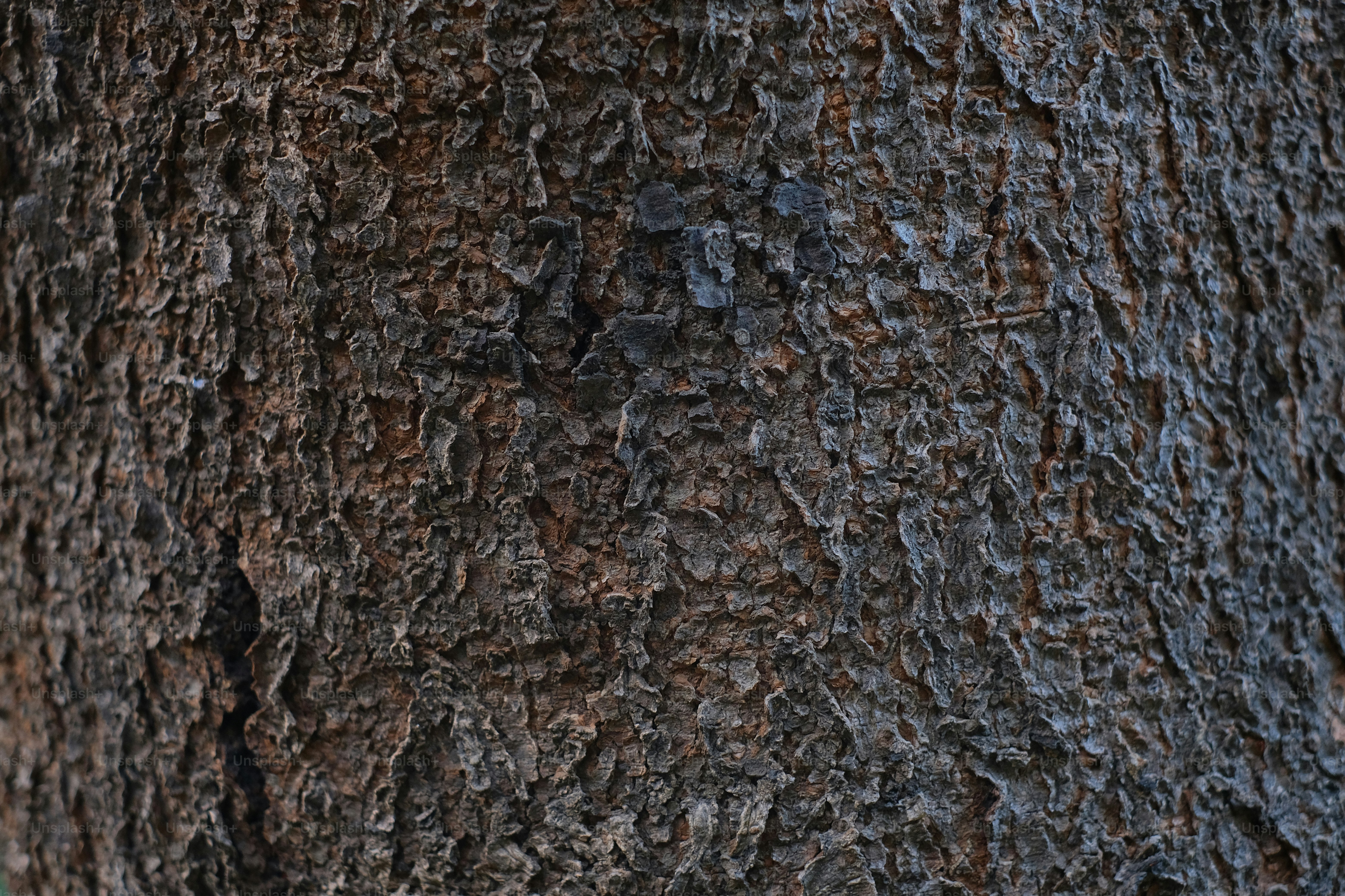 A close up of the trunk of a tree photo – Texture Image on Unsplash