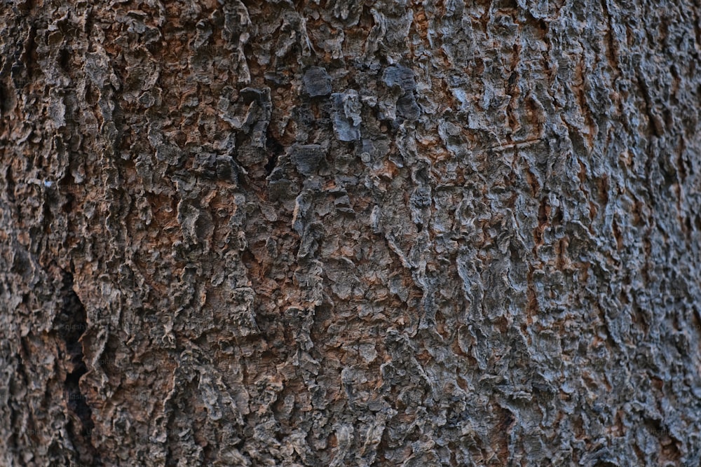 um close up da casca de uma árvore