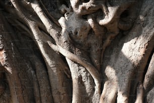 a close up view of a tree trunk