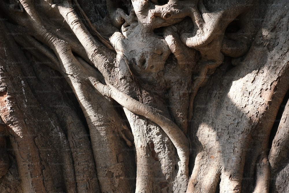 a close up view of a tree trunk